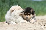 CHIEN FINNOIS DE LAPONIE 608